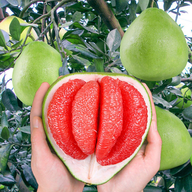 Ruby Pomelo